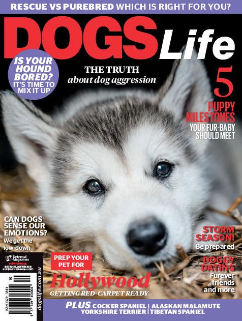 Dogs Life - Issue 147