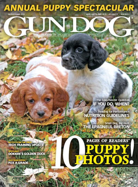 Gun Dog