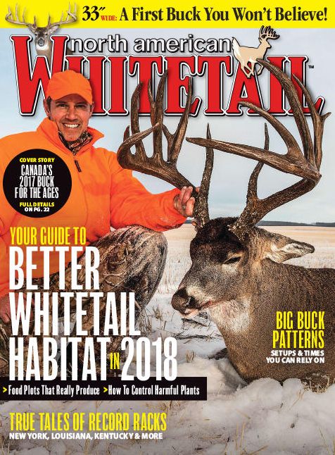 North American Whitetail