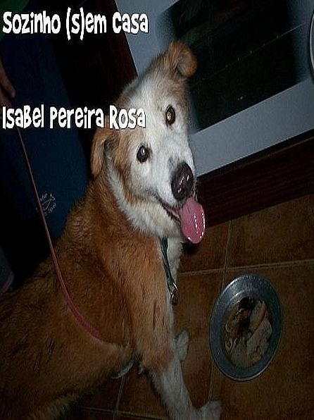 Sozinho (s)em Casa