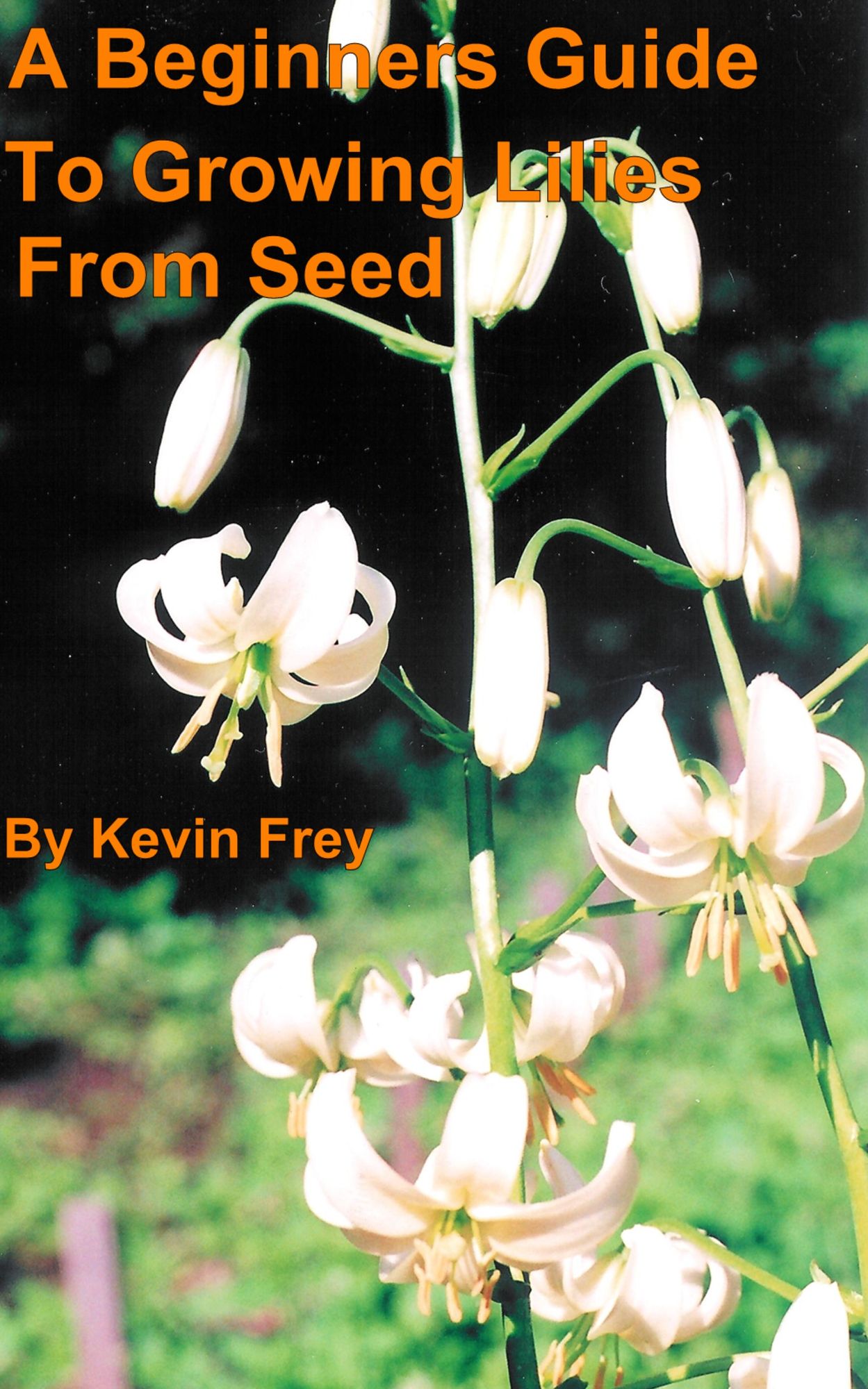 A Beginners Guide To Growing Lilies From Seed