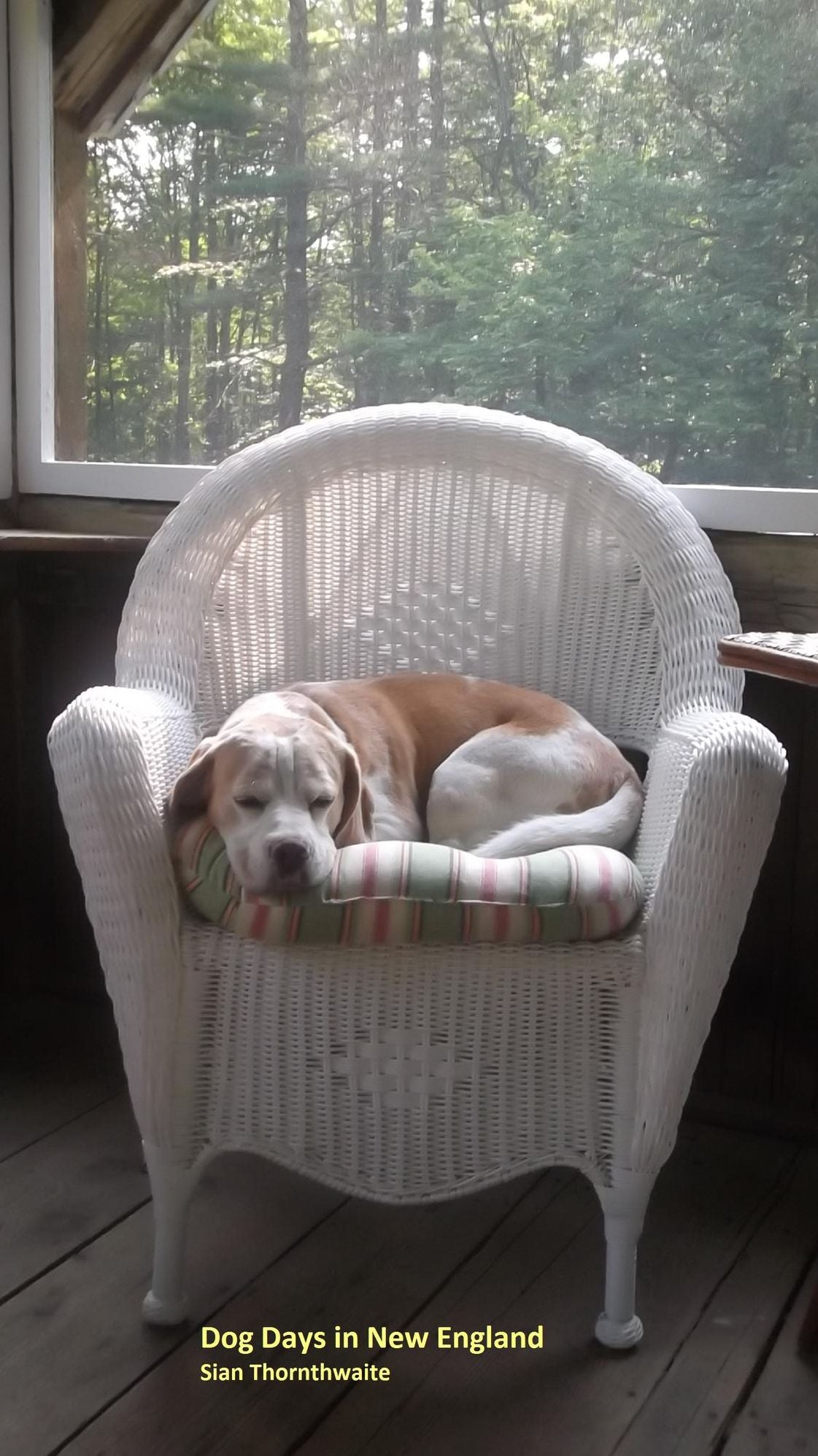 Dog Days in New England