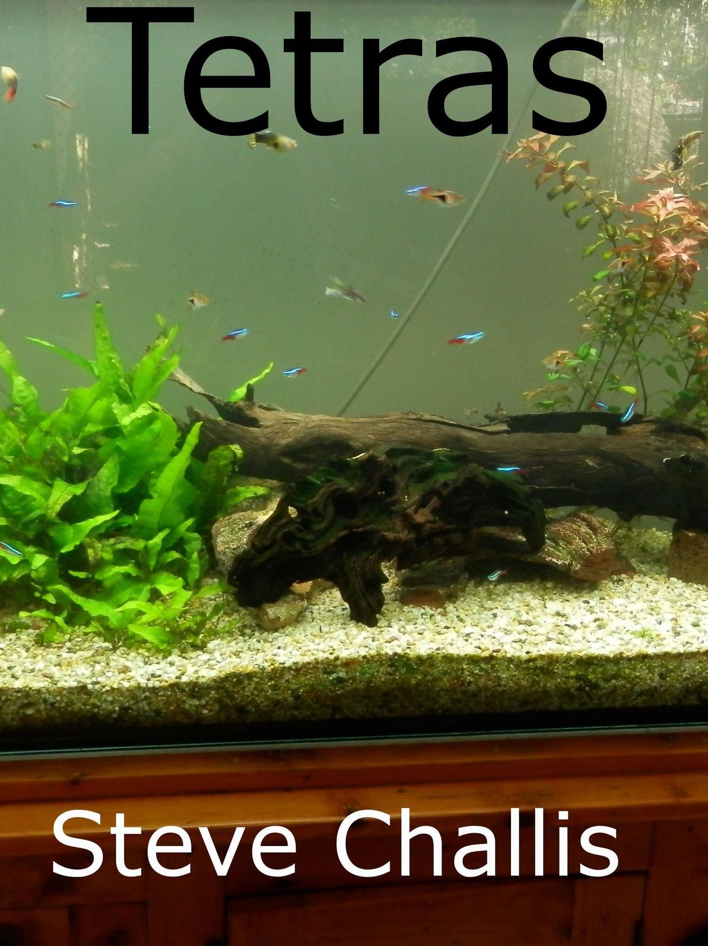 Tetras