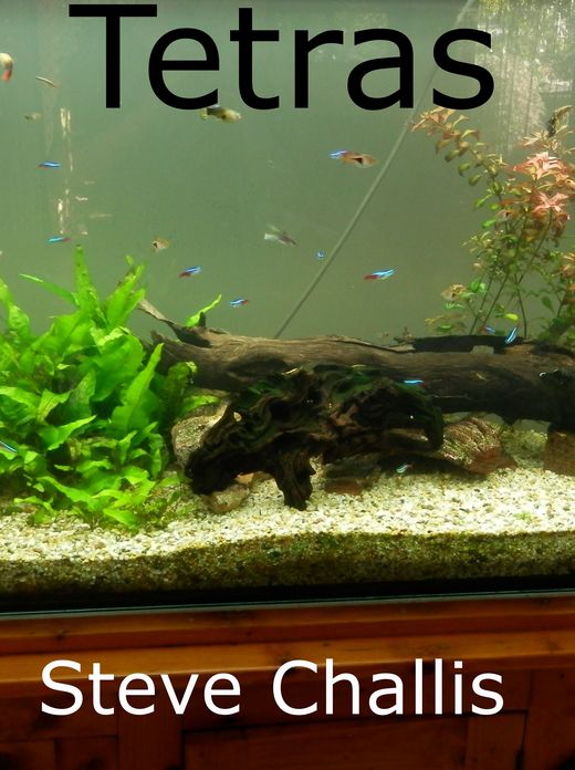 Tetras