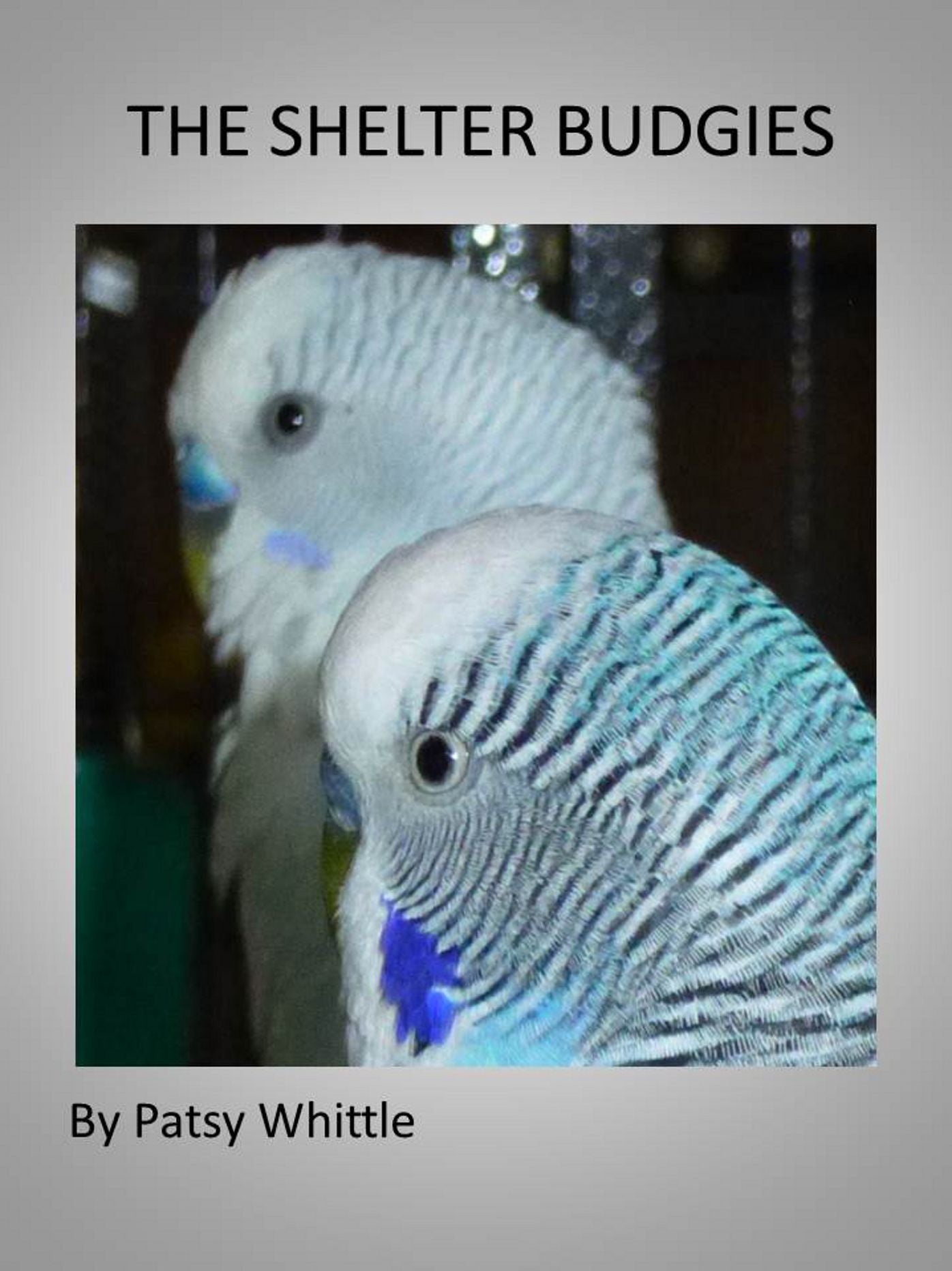 The Shelter Budgies