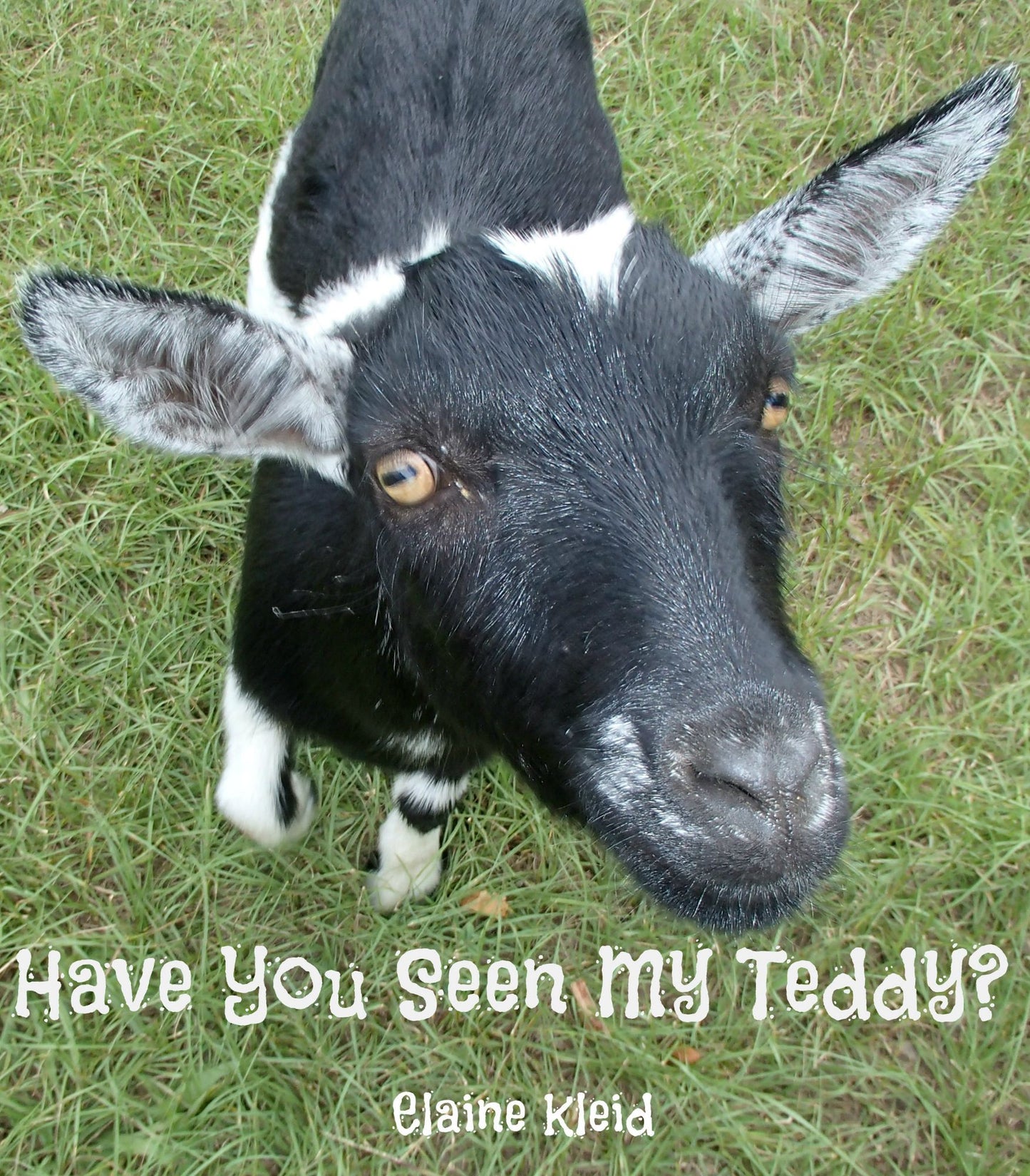 Have You Seen My Teddy?