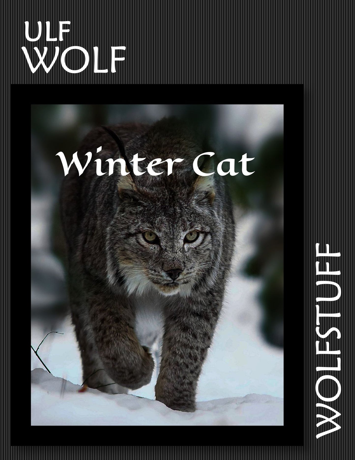 Winter Cat