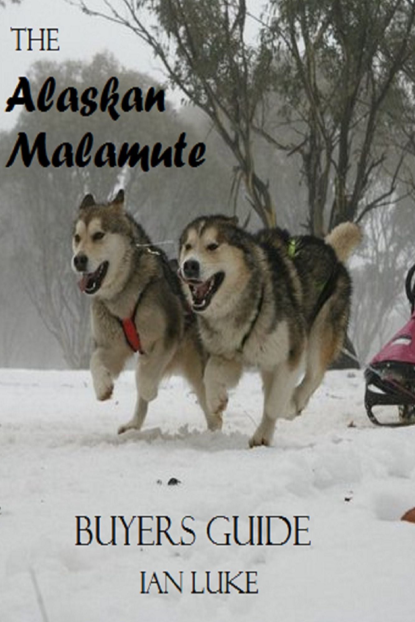 The Alaskan Malamute- A Buyer's Guide