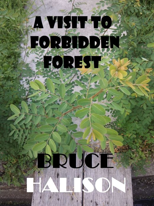 A Visit to Forbidden Forest