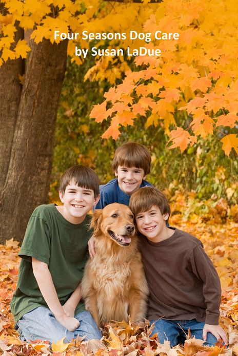 Four Seasons Dog Care: What Dog Owners Should Do as the Seasons Change