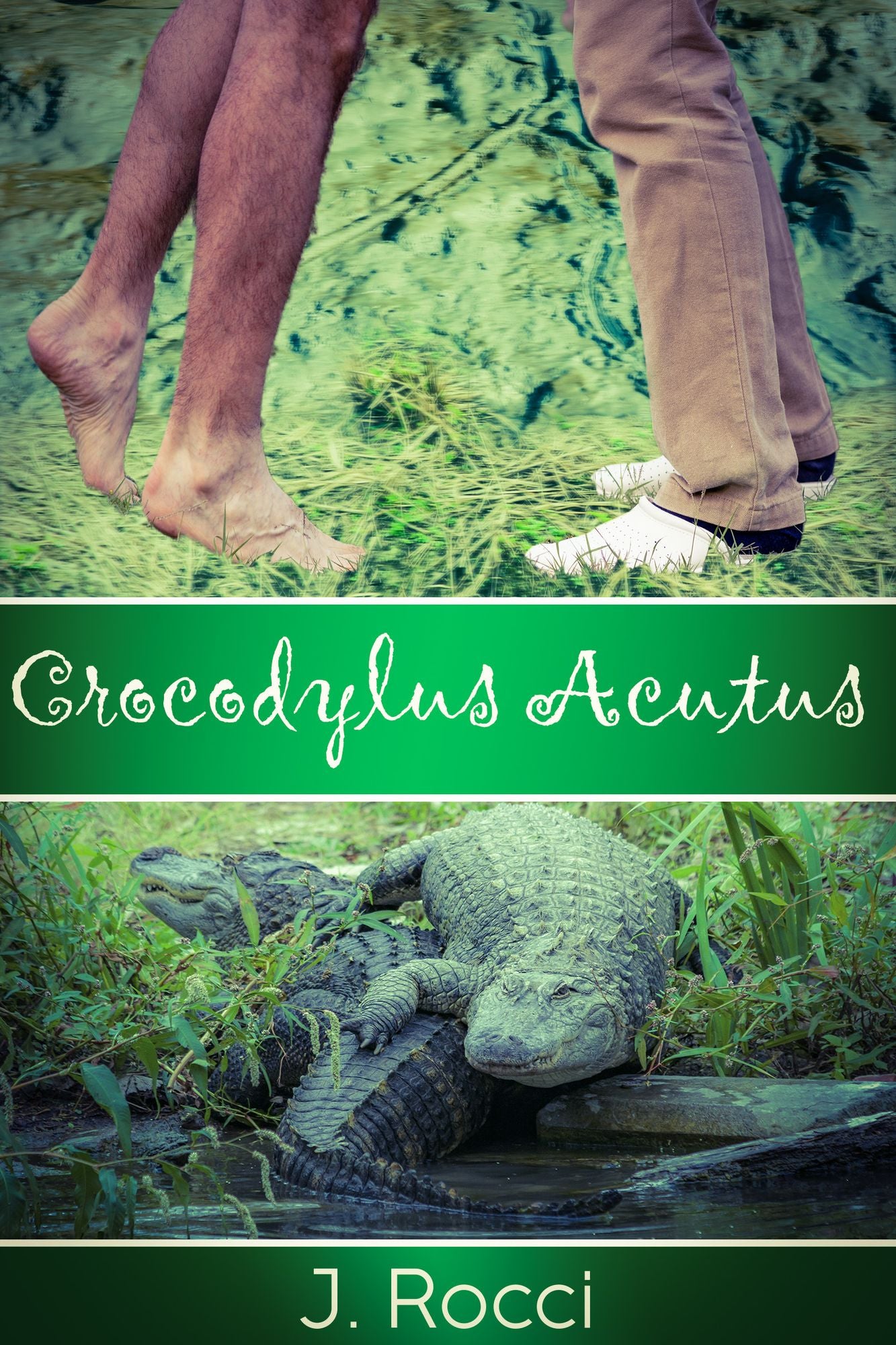 Crocodylus Acutus