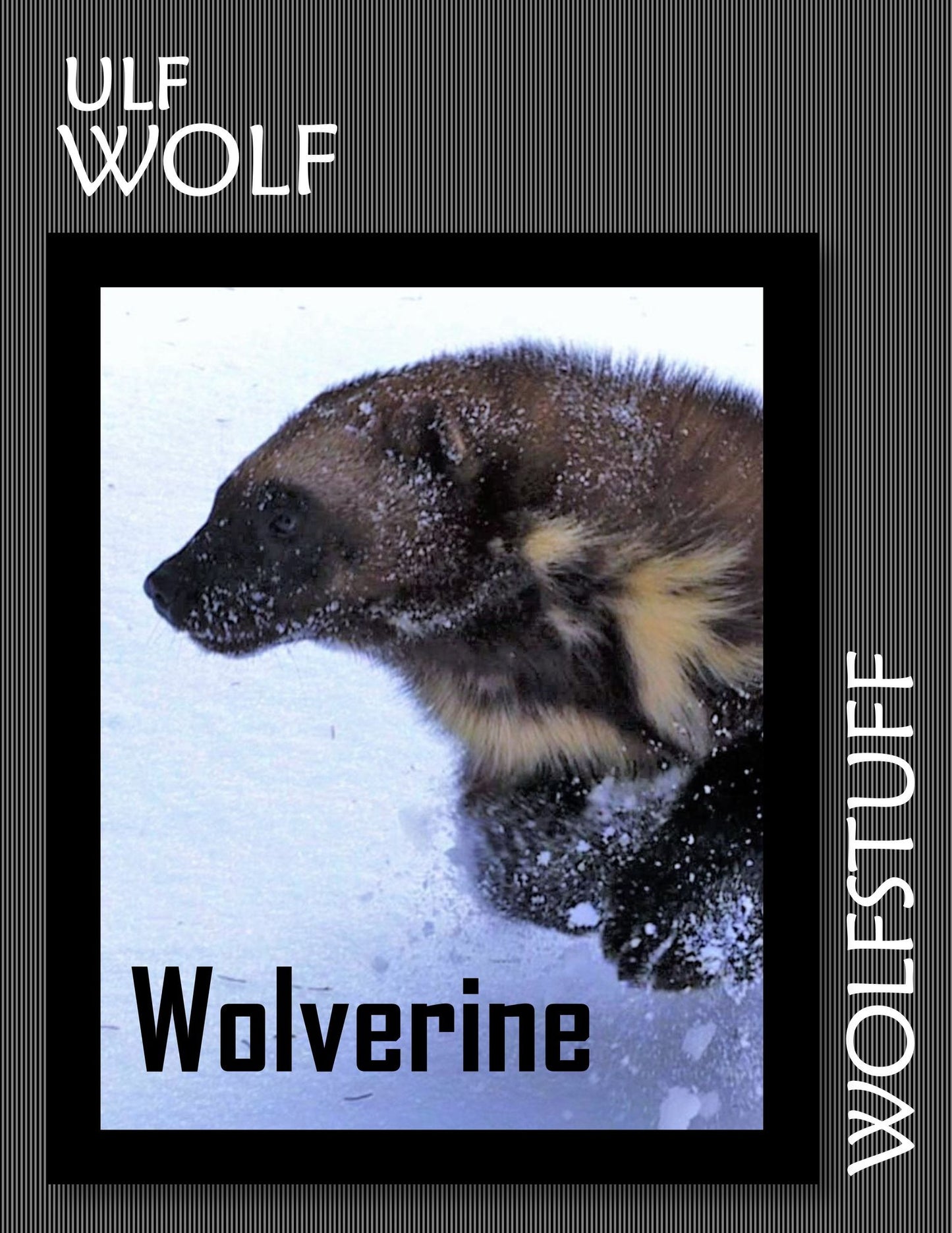 Wolverine