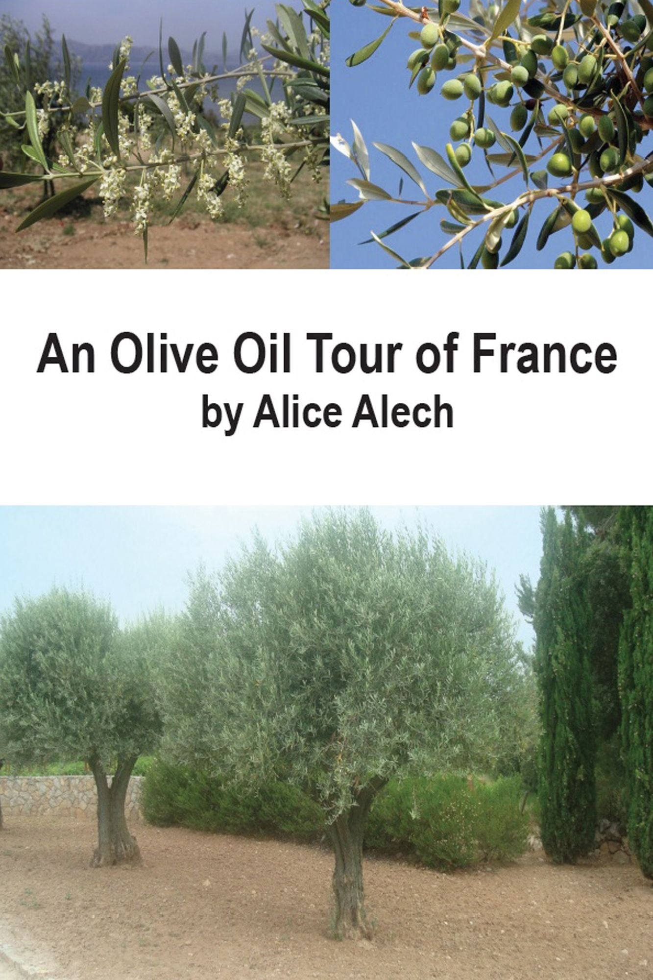 An Olive Oil Tour of France