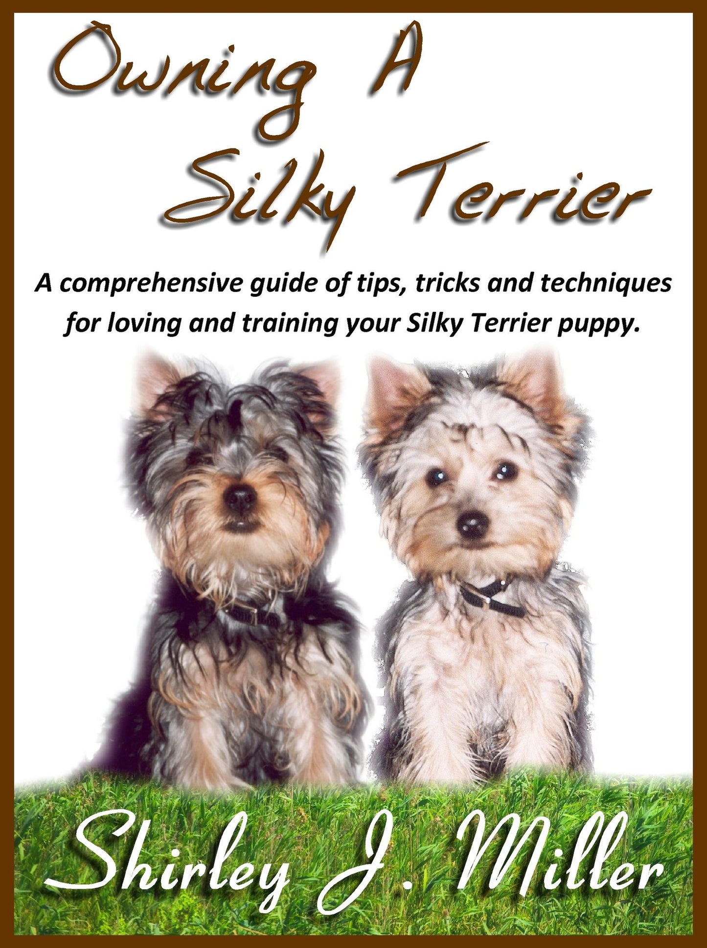 Owing a Silky Terrier