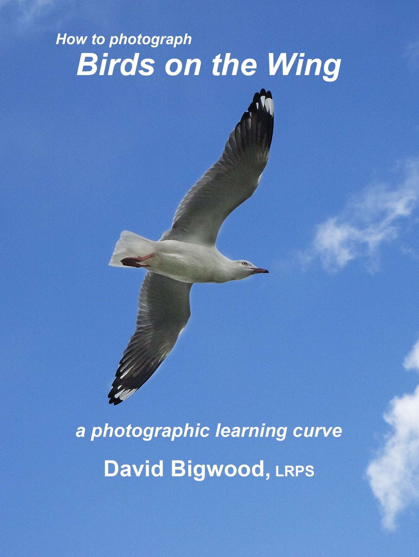 How to Photograph Birds on the Wing