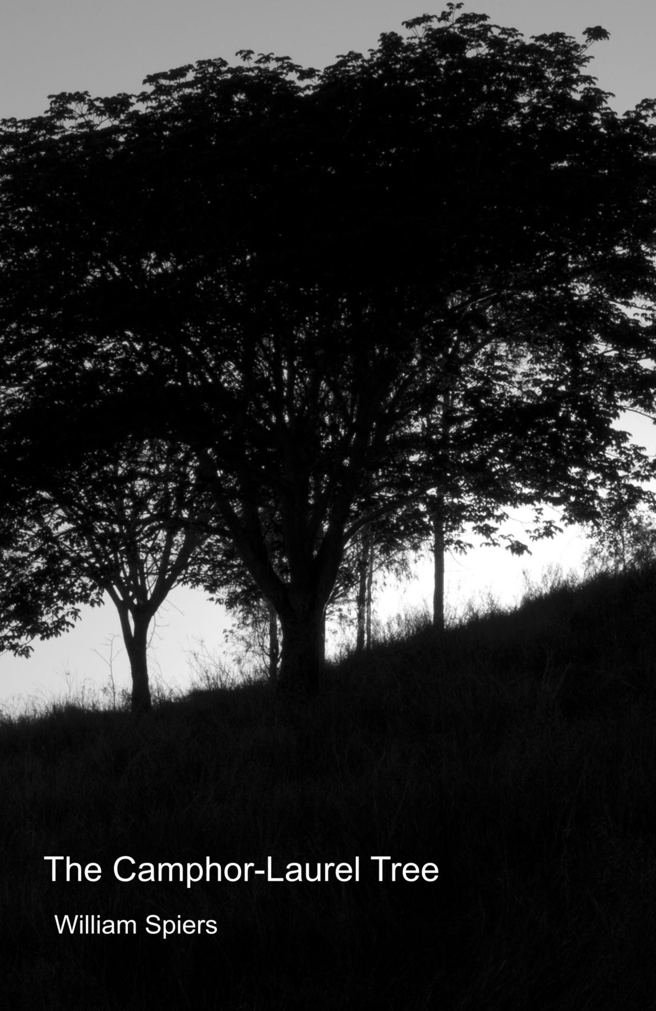 The Camphor-Laurel Tree