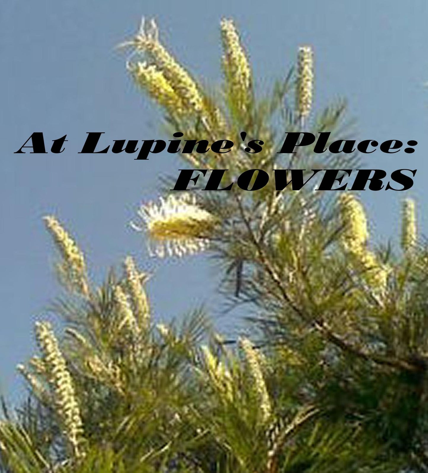 At Lupine's Place: Flowers