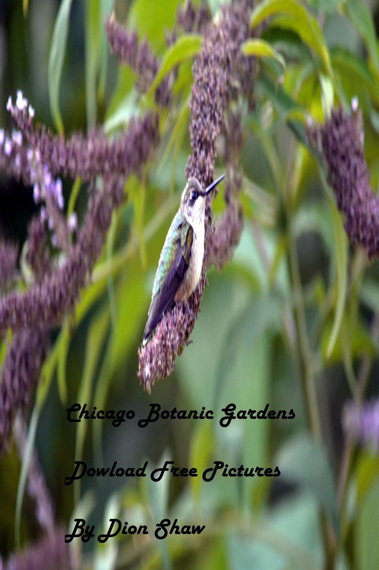 Photos From The Botanic Gardens