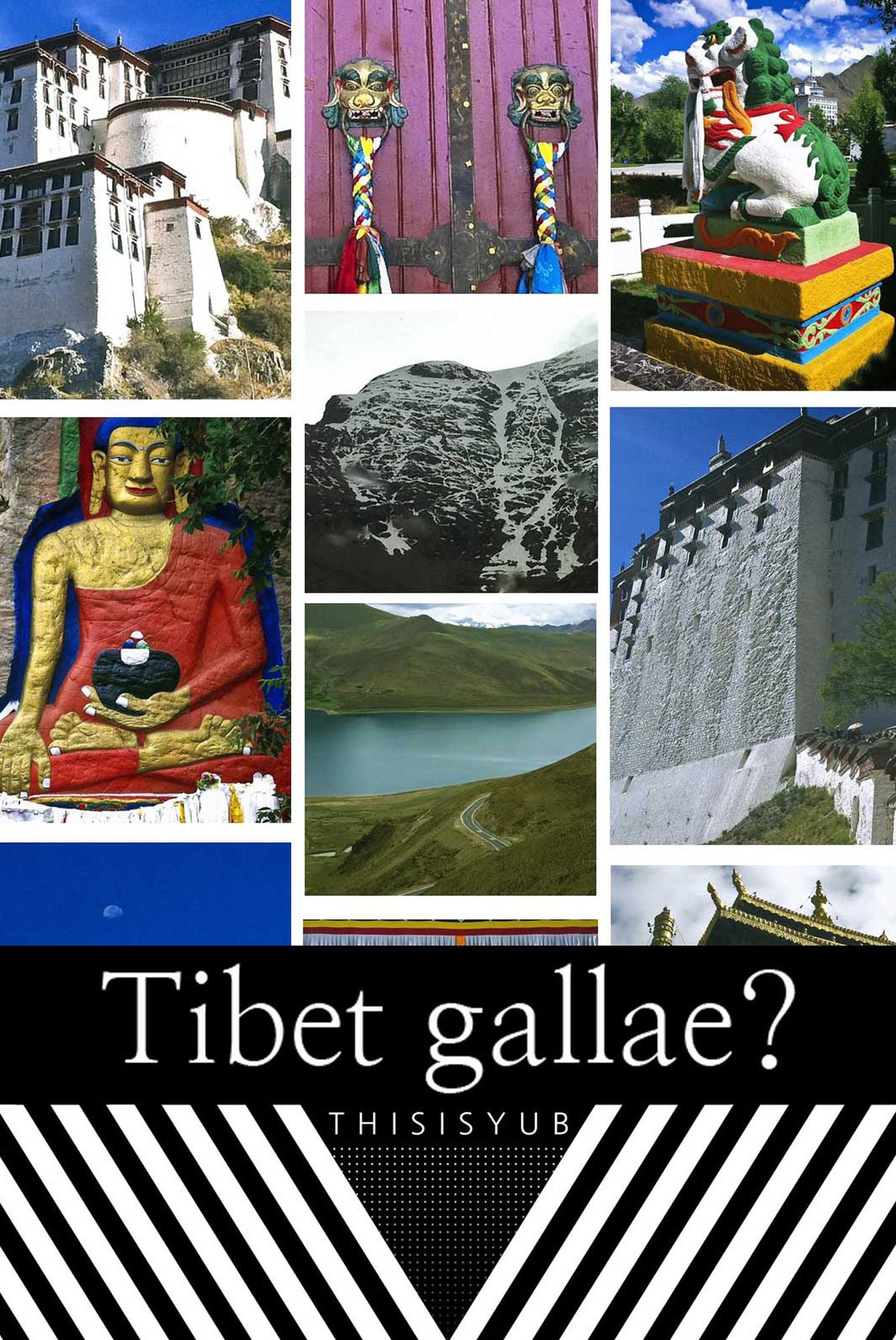 Tibet gallae?