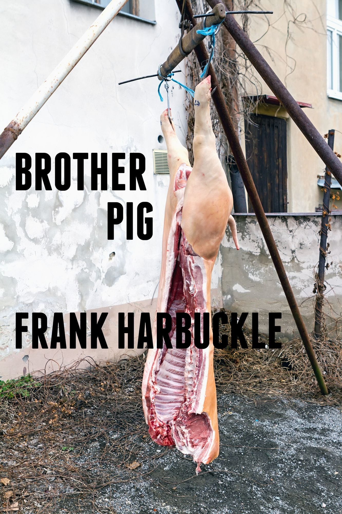 Brother Pig
