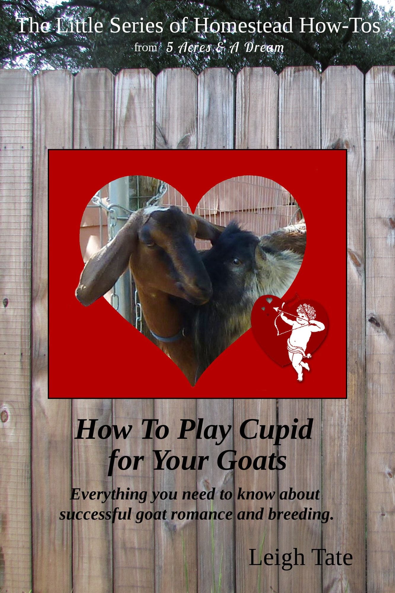 How To Make a Buck Rag & other good things to know about breeding your goats