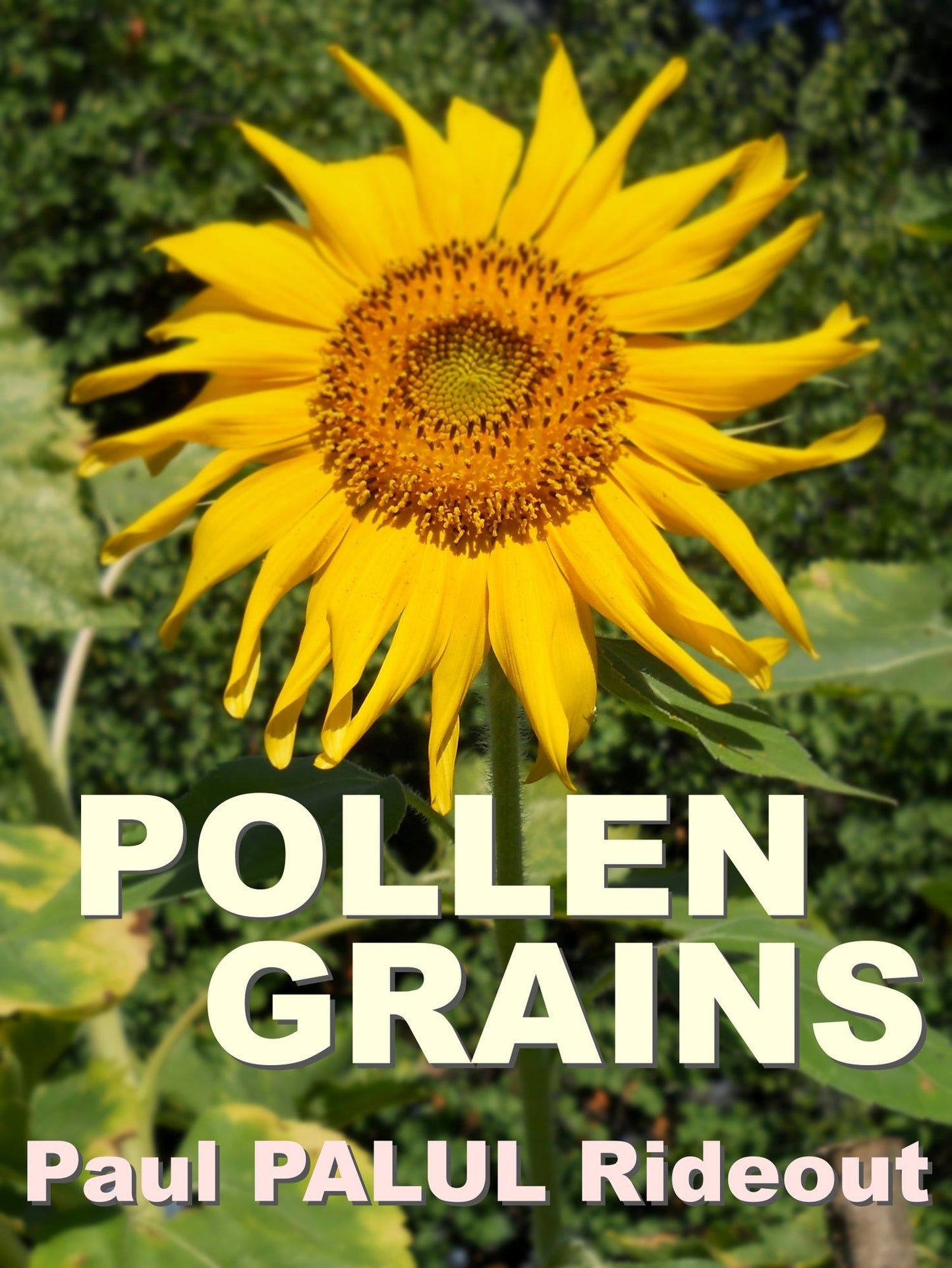 Pollen Grains
