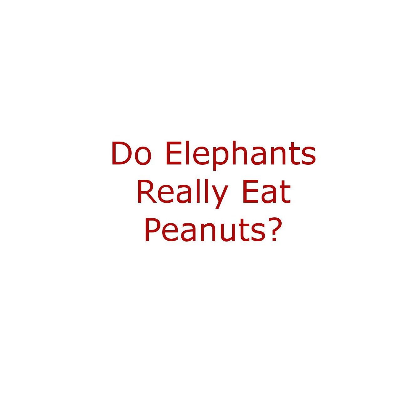 Do Elephants Really Eat Peanuts