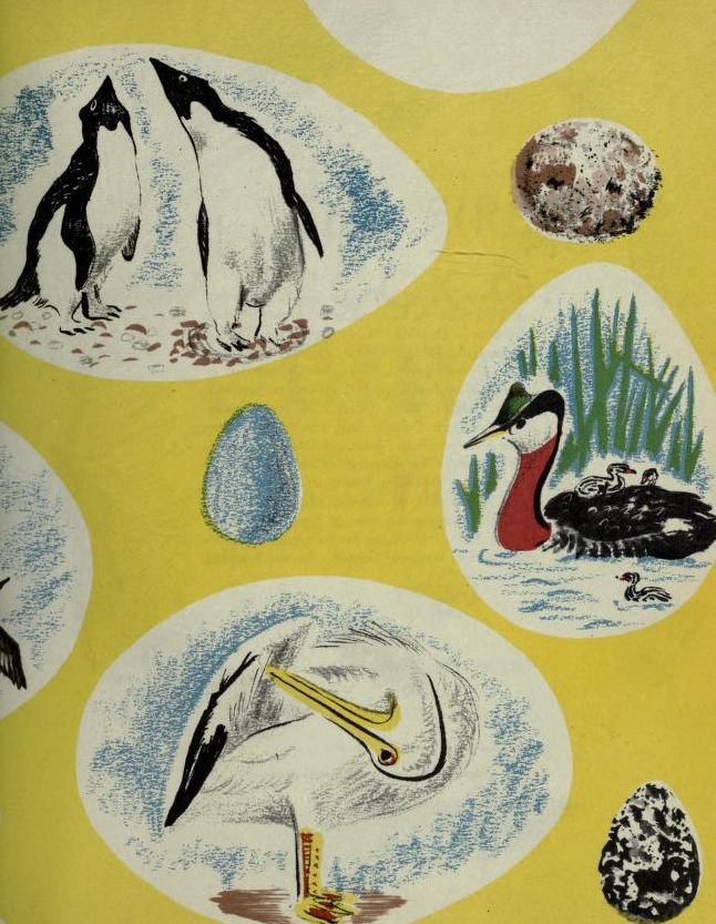 The first book of birds