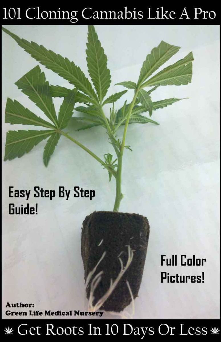 101 Guide On Cloning Cannabis Like A Pro