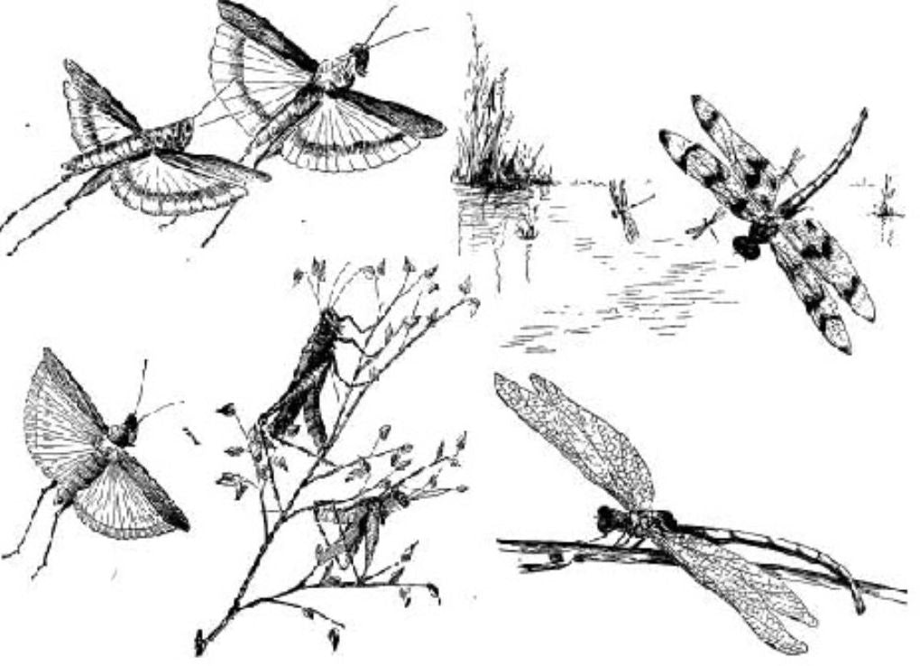 The Insect Folk