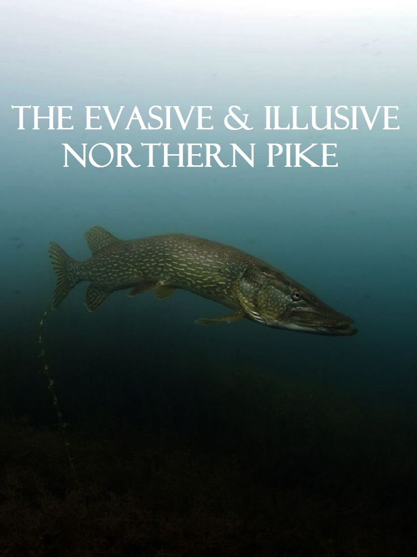Eco Alert Invasive Species Northern Pike