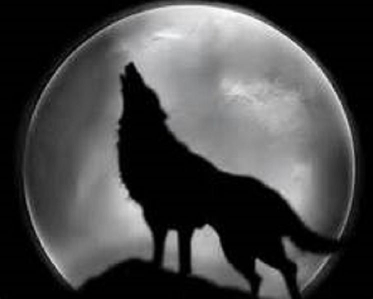 Alias the Lone Wolf ( Romance, Erotica, Dare, sex, porn, fetish, bondage, oral, anal, ebony, hentai, domination, erotic photography, erotic sex, adult, xxx, shemale, voyeur, erotic, blowjob )
