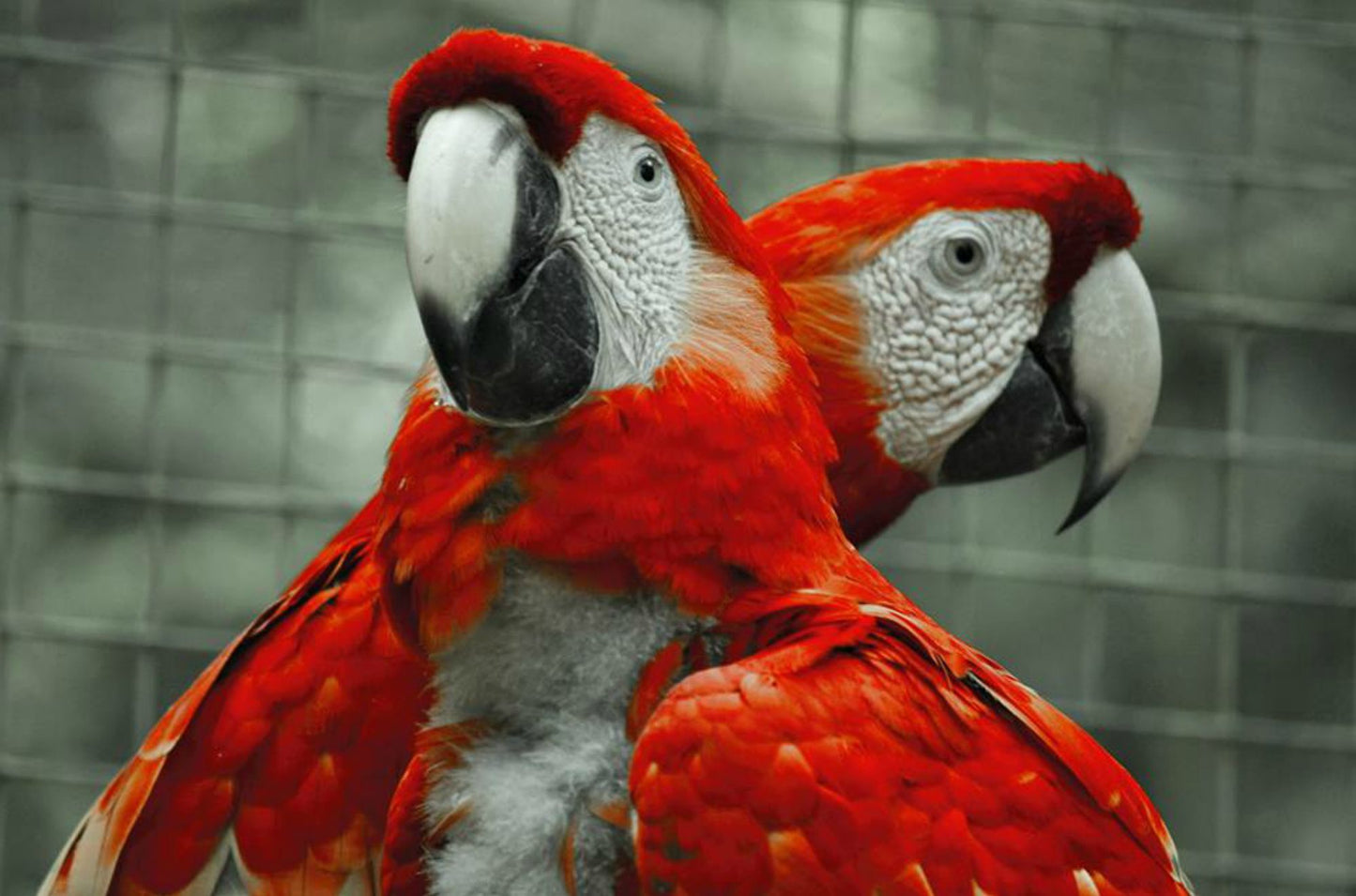 A Book of Birds
