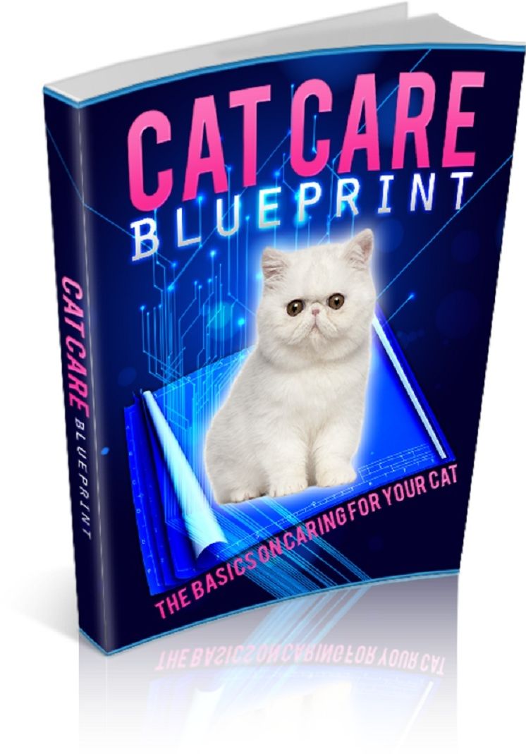 Cat Care Blueprint: The Basics On Caring For Your Cat
