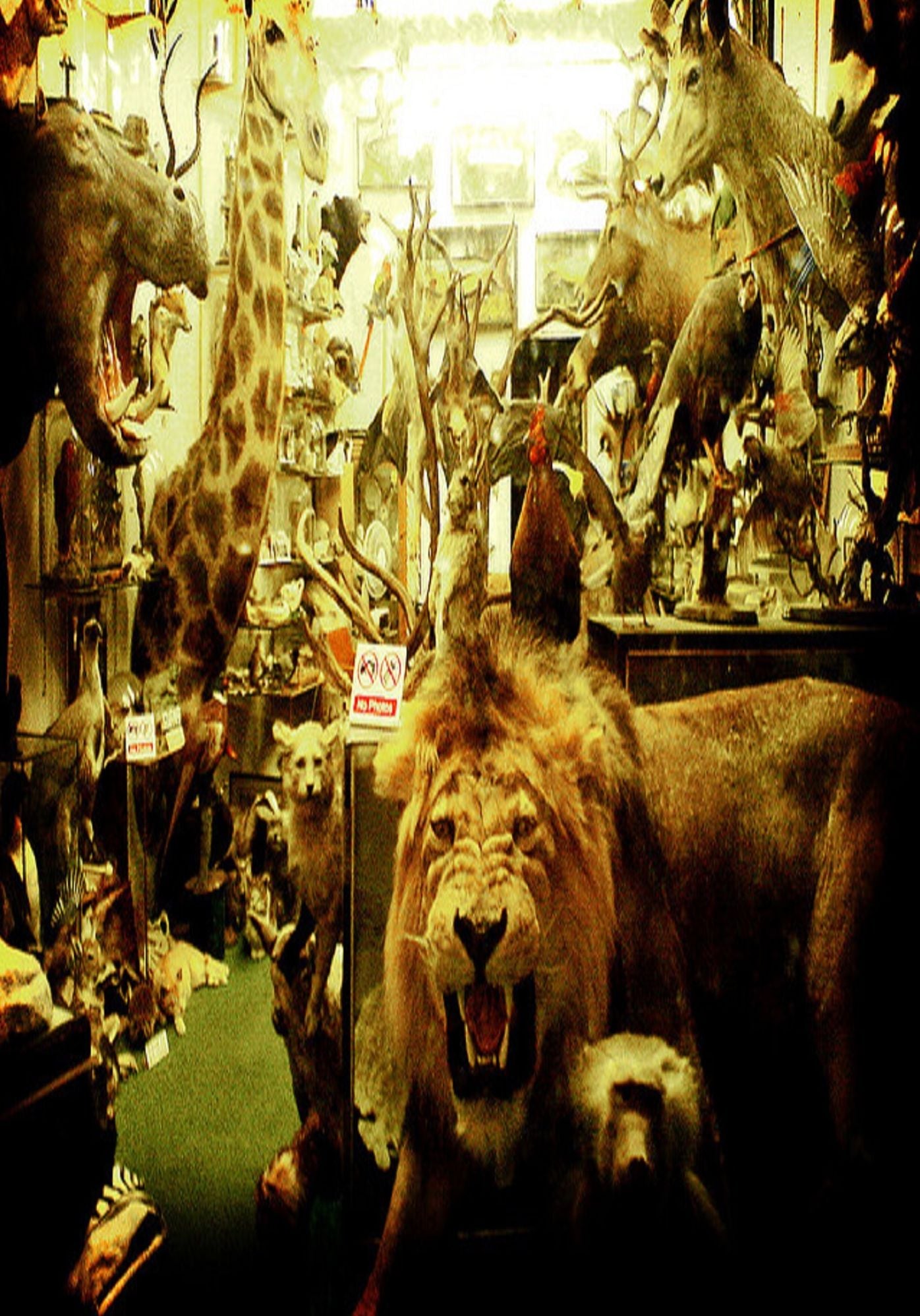 Animal Books: Amazing Animals Jungle Edition Photography ( spiders , tarantula , sea, creature, sea world, underwater world, horse, wild, forest, beast, animals, elephant, photo, fish, wildlife, ocean, shark, octopus )