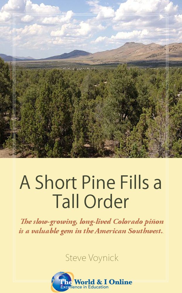 A Short Pine Fills a Tall Order