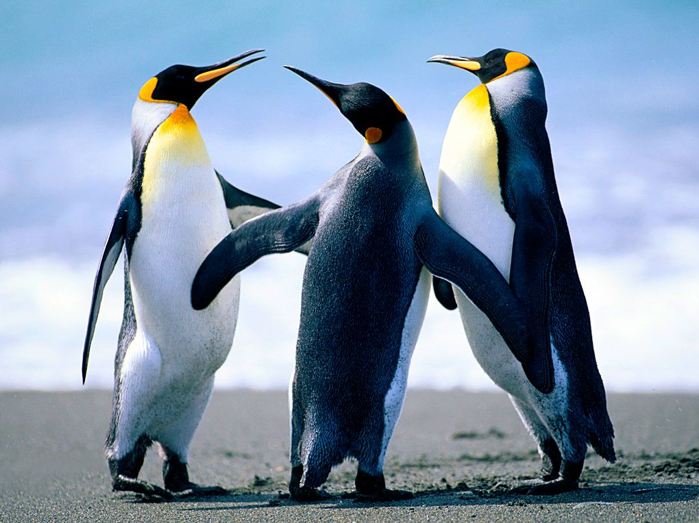 They Came From Beneath the Ice