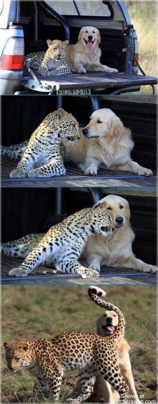 Cats & Dogs Volume 01