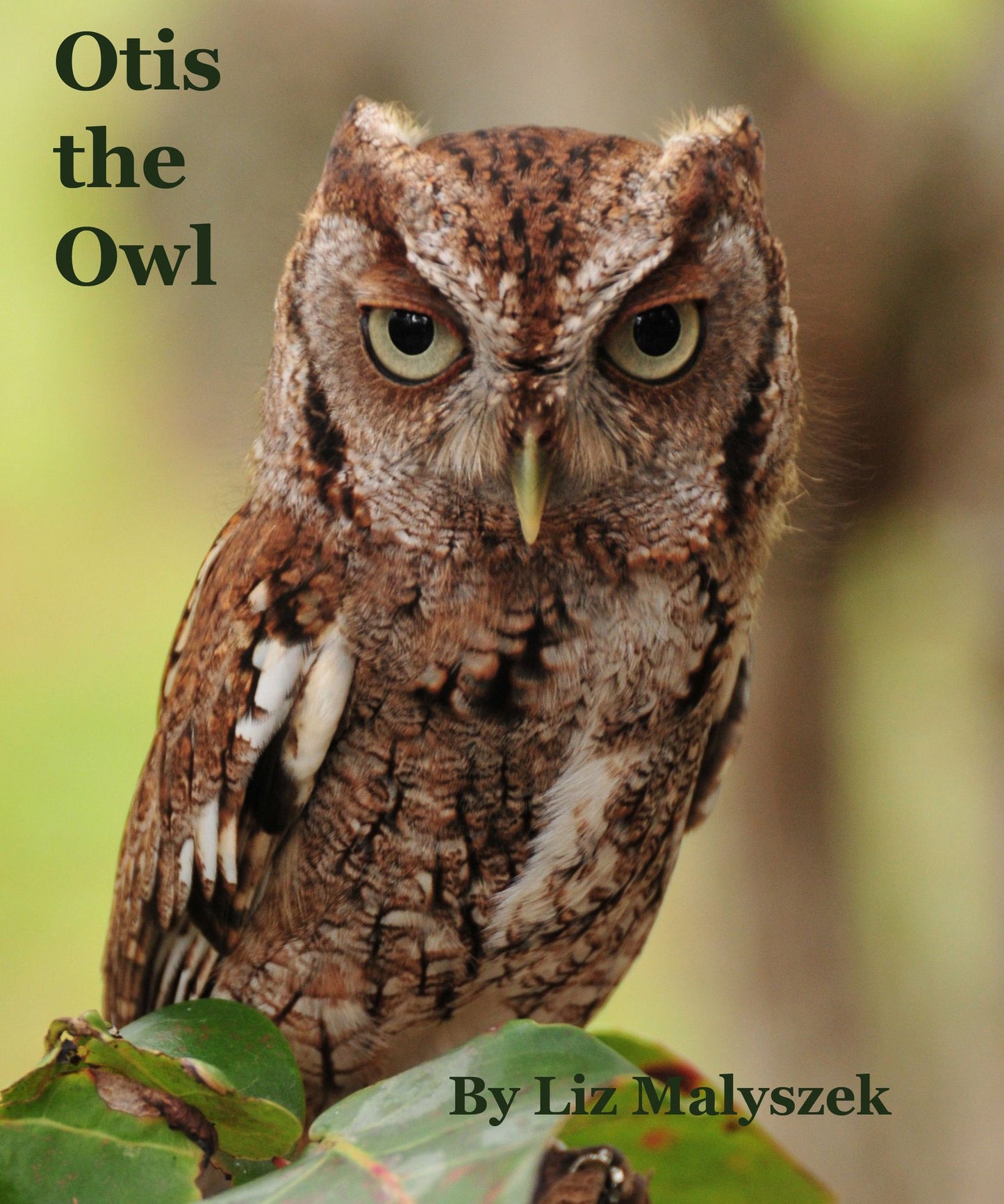 Otis the Owl