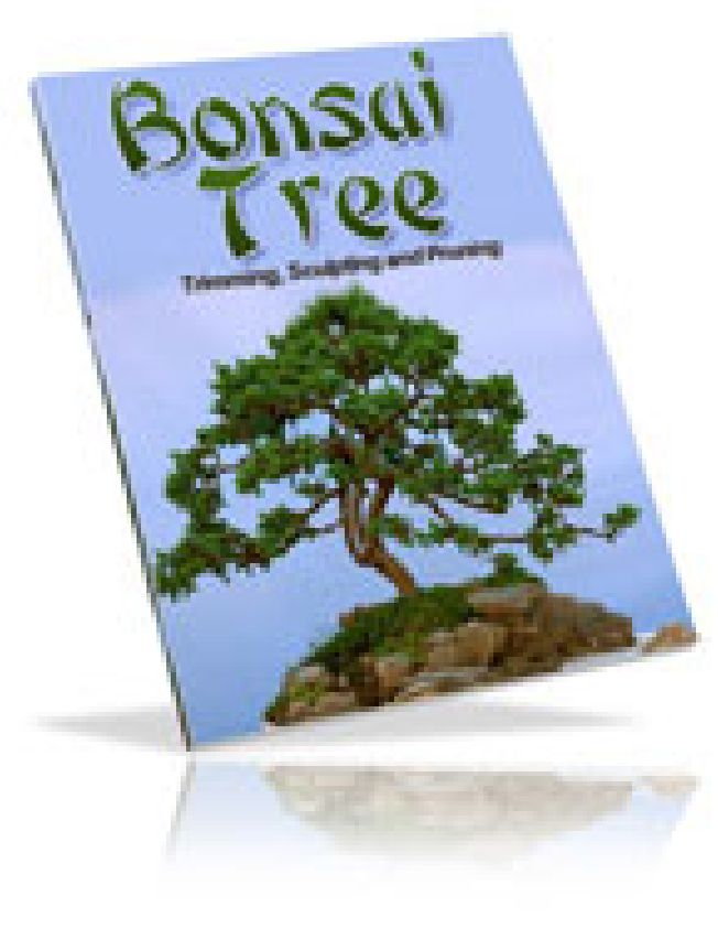 Growing Bonsai Trees AAA+++