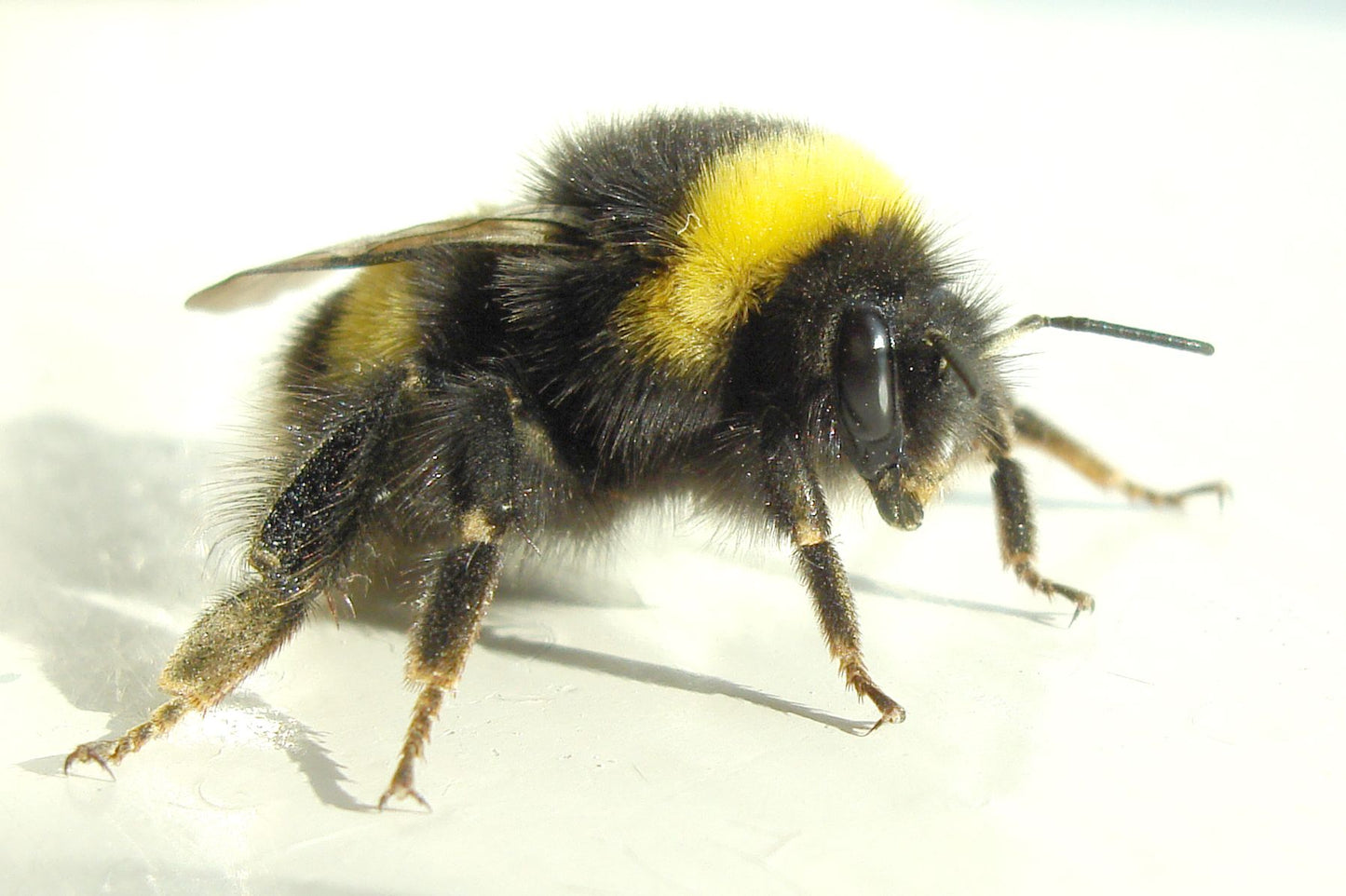 Bumble Bee