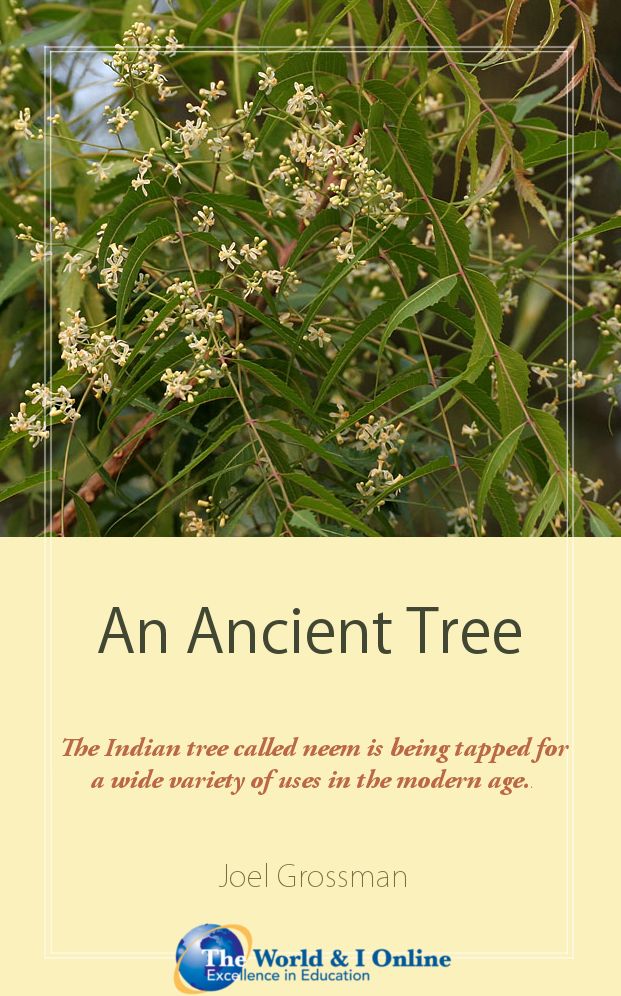 An Ancient Tree