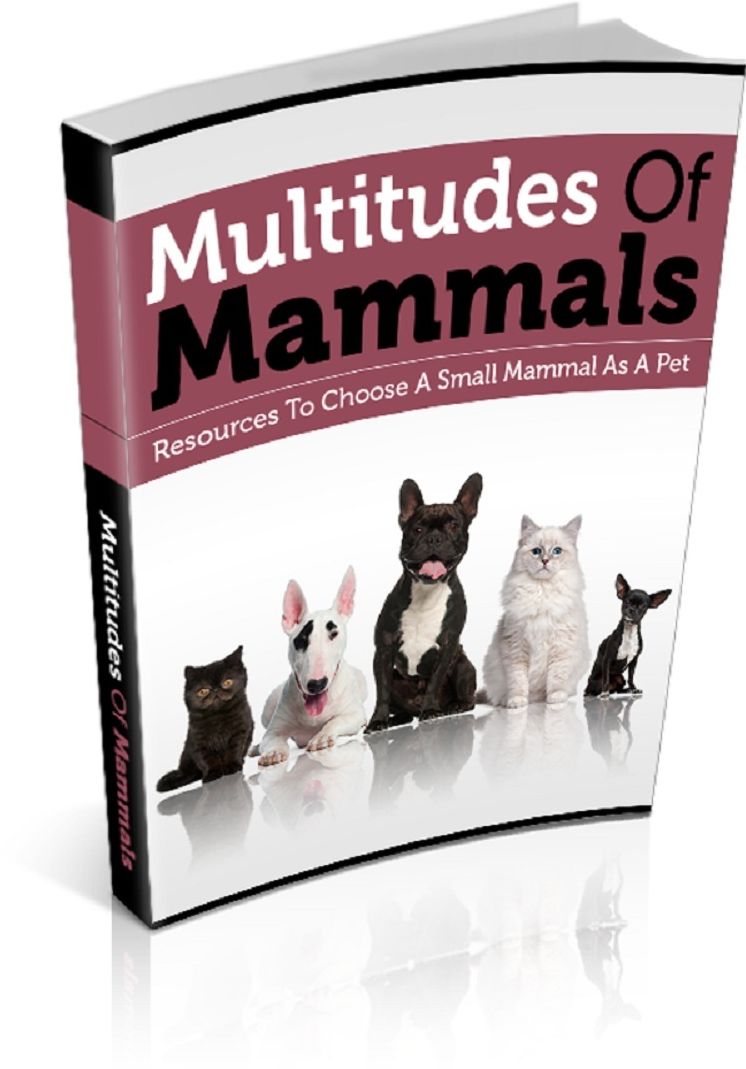 Multitudes Of Mammals: Resources To Choose A Small Mammal As A Pet