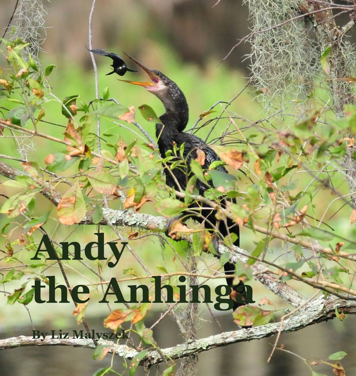 Andy the Anhinga