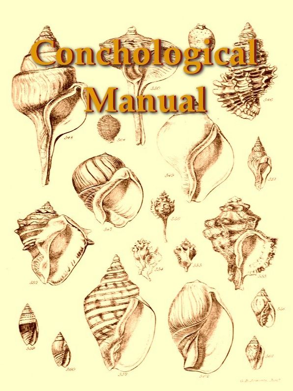 A Conchological Manual