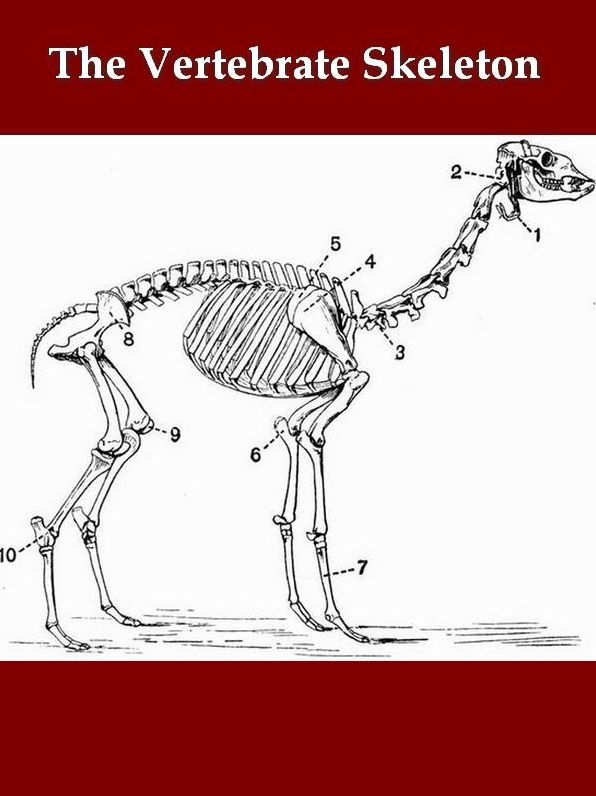 The Vertebrate Skeleton