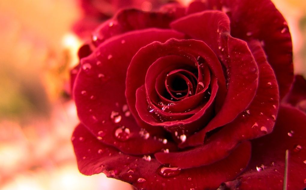 Rose in Bloom ~ Sequel to Eight Cousins