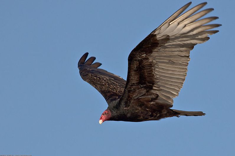 The Day of the Vultures