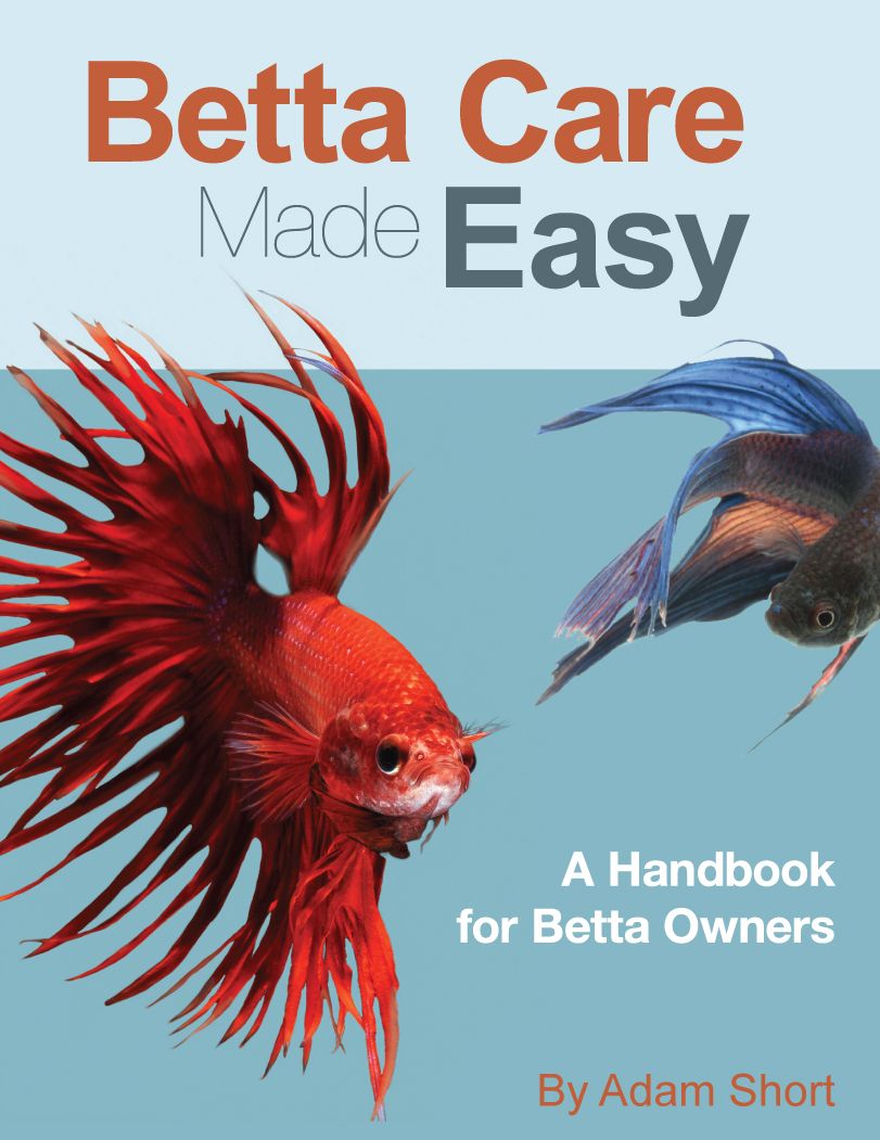 Betta Fish Care Made Easy