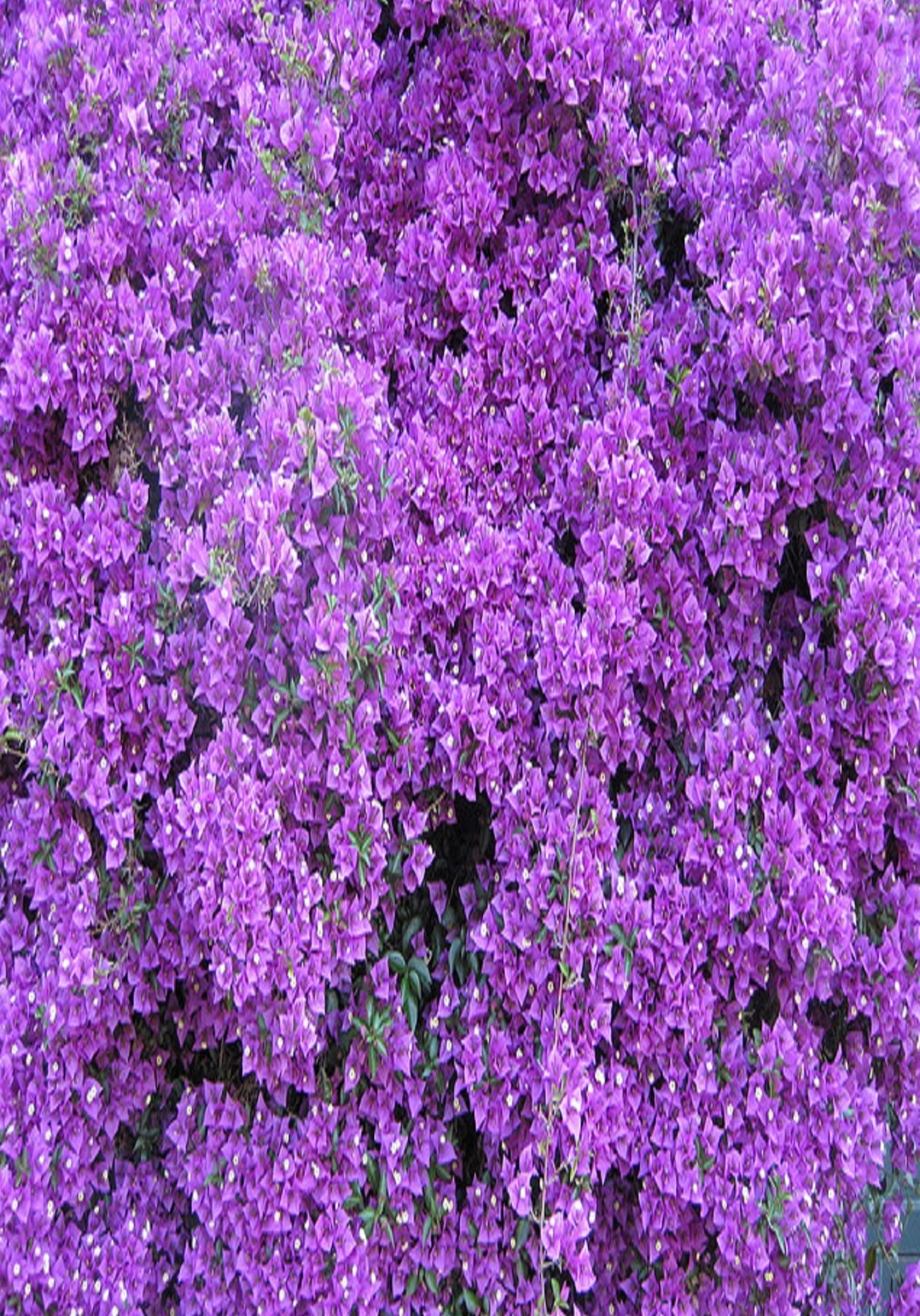 Western Novel: Riders of the Purple Sage ( western, classic western, Billy the kid, Wyatt Earp, dodge city, cowboy, Indian, 1800's )